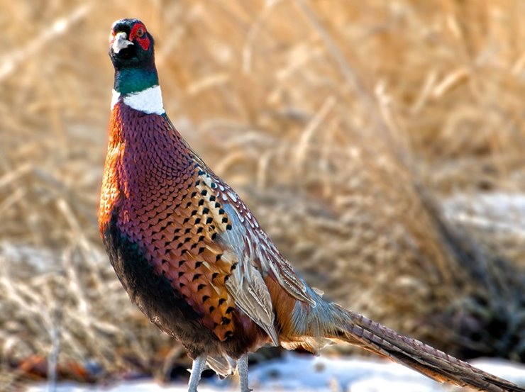 What is the National Wild Pheasant Conservation Plan?